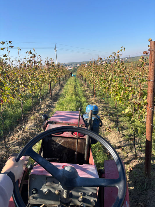 Vinobraní 2025 a nová vína tohoto ročníku!