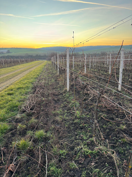 Pohled na vinici při zimním řezu