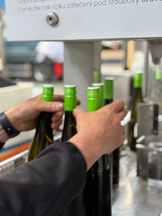 Veltlínské zelené 2024