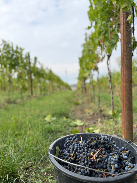 Předposlední vinobraní roku 2026