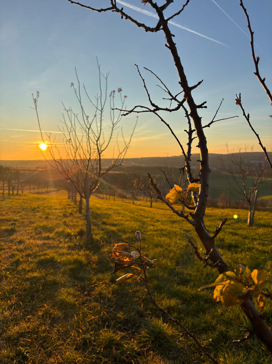 🌅 Podvečerní kouzlo mezi meruňkami 🌿🍑